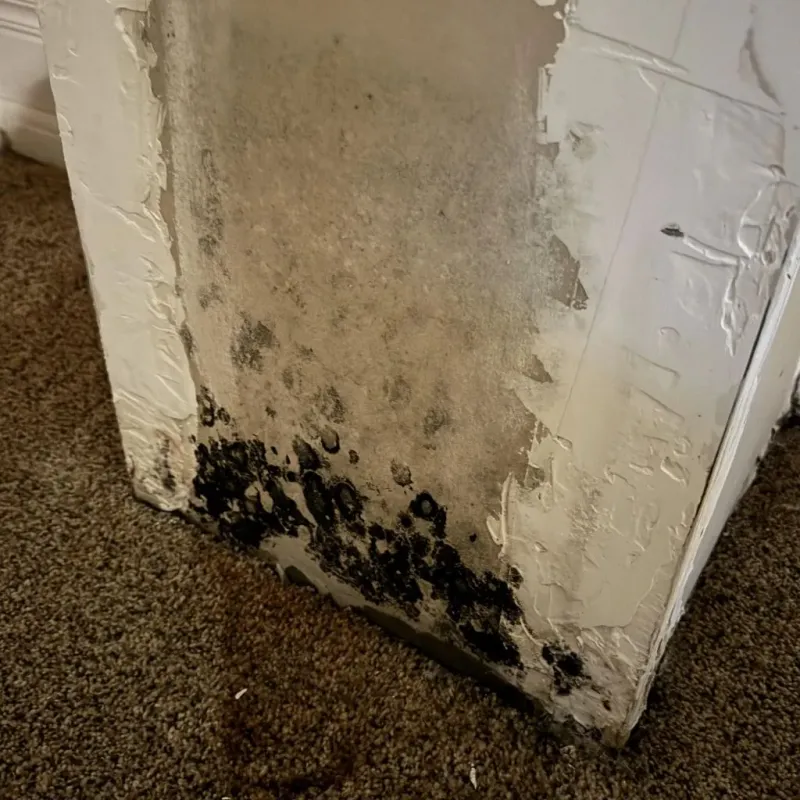 Professional Mold Removal in Cando, ND